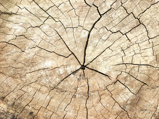 stump of oak tree felled - section of the trunk with annual rings