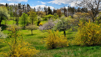 Beautiful nature scene with blooming trees and shrubs stock images. Czech rural landscape stock images. Spring landscape with field and forest. Beautiful Czech countryside. Spring background concept