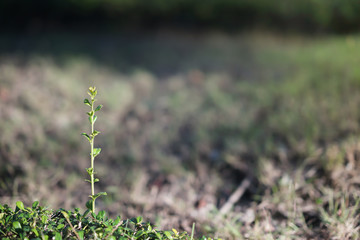small tree grow up on bush with sunlight in hope or begin or comeback concept with copy space
