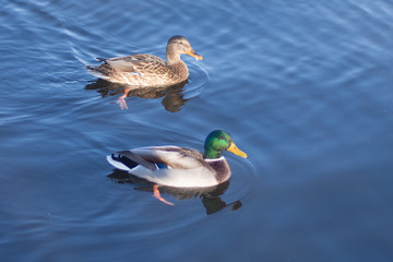 Fototapeta premium duck on the water