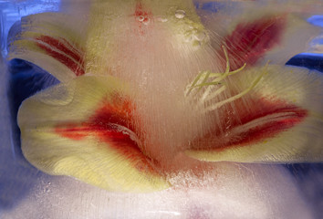 Fototapeta premium Background of lily flower in ice with air bubbles.