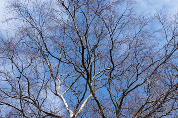 Fototapeta na wymiar Birch bare tree against the blue sky at spring.