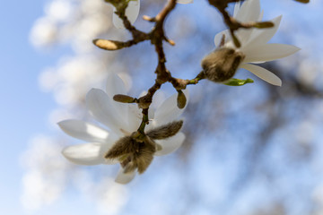 White magnolia in full bloom on a sunny spring day.