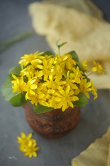 yellow flowers in a vase
