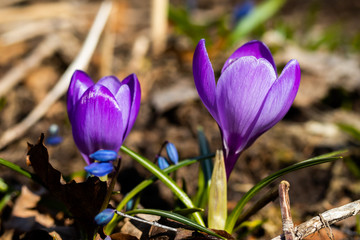 Violet beautiful crocuses in early spring garden. Soft selective focus.