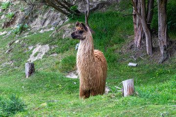 Lama in the pasture. South Island, New Zealand