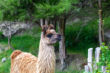 Lama in the pasture. New Zealand