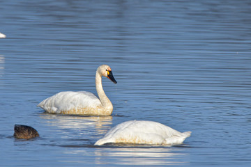 Wintering swans in Oregon