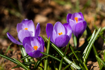 Fototapeta premium Violet beautiful crocuses in early spring garden. Soft selective focus.
