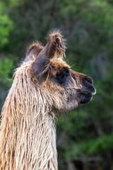 Fototapeta premium Guanaco. South Island, New Zealand