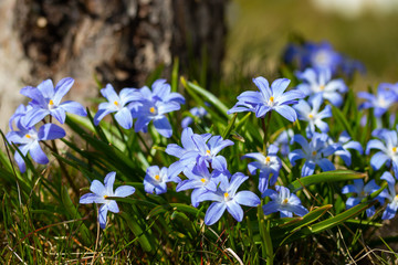 Closeup of blooming blue scilla luciliae flowers in sunny day. First spring bulbous plants. Selective focus.