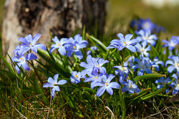Closeup of blooming blue scilla luciliae flowers in sunny day. First spring bulbous plants....