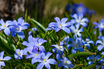 Fototapeta na wymiar Closeup of blooming blue scilla luciliae flowers in sunny day. First spring bulbous plants. Selective focus.