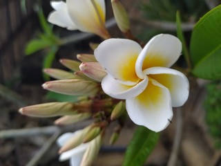 Fototapeta premium yellow frangipani flower
