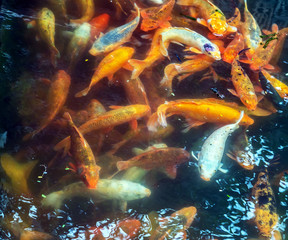 Obraz na płótnie Canvas Koi Golden carp fish swimming in pond top view underwater