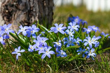 Closeup of blooming blue scilla luciliae flowers in sunny day. First spring bulbous plants. Selective focus.