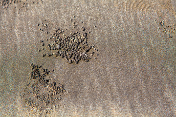 Crab nest, kuta beach, Bali, Indonesia.
