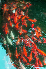Fototapeta na wymiar Koi or carp fish swimming in pond top view underwater