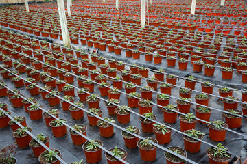 Rows of houseplant seedlings growing in greenhouse farm