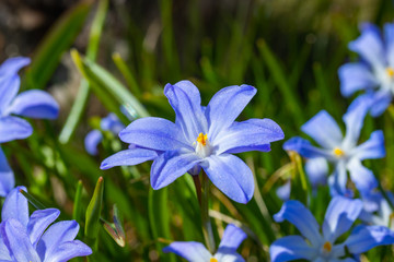 Closeup of blooming blue scilla luciliae flowers in sunny day. First spring bulbous plants. Selective focus.