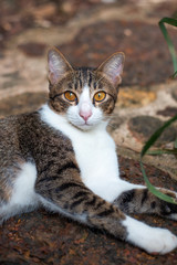 young white-brown cat lies on a path on the street,looking at the camera