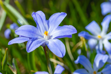 Closeup of blooming blue scilla luciliae flowers in sunny day. First spring bulbous plants. Selective focus.
