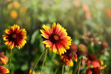 Blanket flower (Gaillardia) flowers blooming
