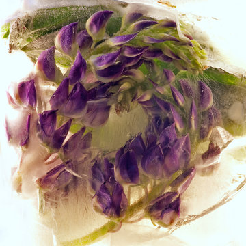 Background of  lupine  flower   in ice   with air bubbles.