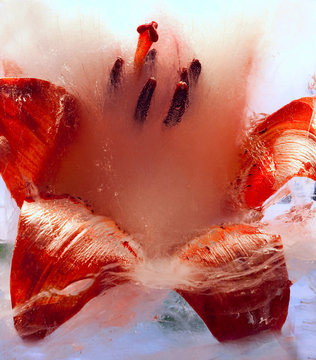 Background of  lily  flower   in ice   with air bubbles.