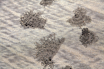 Crab nest, kuta beach, Bali, Indonesia.