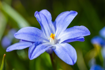 Closeup of blooming blue scilla luciliae flowers in sunny day. First spring bulbous plants. Selective focus.