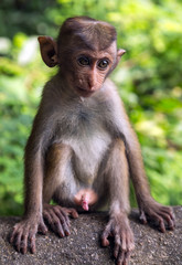 Toque Macaque infant Monkey In Sri Lanka