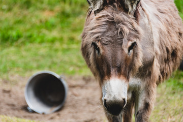 close-up of a young donkey during the shedding