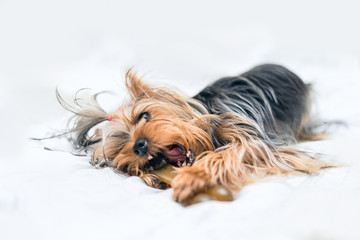 Naklejka premium Sweet Yorkshire Terrier puppy plays and nibbles the bone in front on a white background