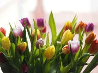 Tulips multi coloured