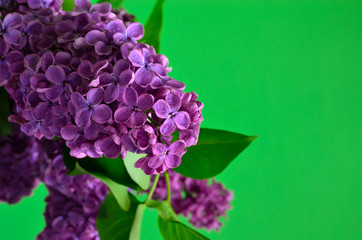 Branches of a young blooming lilac closeup