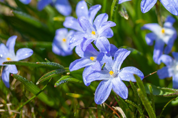 Closeup of blooming blue scilla luciliae flowers with raindrops in sunny day. First spring bulbous...