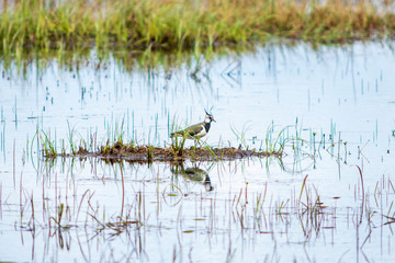 wild duck in the swamp