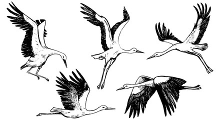 Collection of beautiful flying storks isolated in white. Hand drawn vector illustrations. Realistic black ink sketches of wild birds cranes. Set of vintage graphic elements for poster, print, postcard