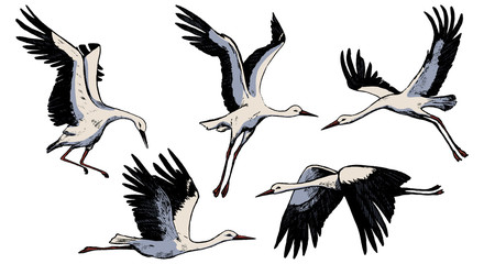 Collection of beautiful flying storks isolated in white. Hand drawn vector illustration. Realistic colors ink sketches of wild birds cranes. Set of vintage graphic elements for poster, print, postcard