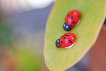 Figures of spring ladybugs on green leaves and unfocused background seen from the foreground in macro photography