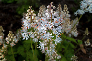 Tiarella cordifolia or heartleaf foamflower on a cloudy day. It is a species of flowering plant in...