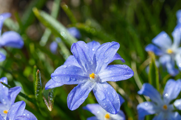 Closeup of blooming blue scilla luciliae flowers with raindrops in sunny day. First spring bulbous...
