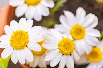Fototapeta premium Spring daisies planted in a clay pot viewed from close up in the foreground with unfocused background