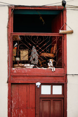 Cute puppy resting in window frame 