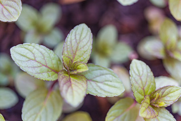 Natural mint leaves planted in pot with gardening work viewed from close up in the foreground useful for background and space for text