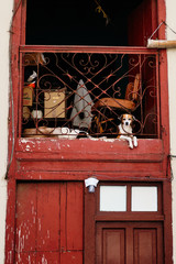 Cute dog resting in a window 