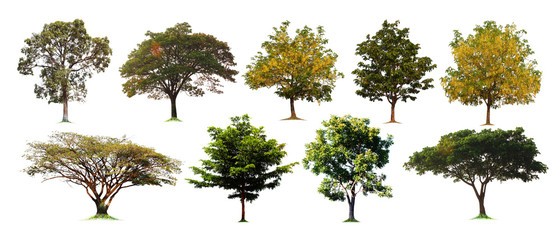 isolated tree collection on white background/ Collection of Isolated Trees on white background , A beautiful trees from Thailand , Suitable for use in architectural design,