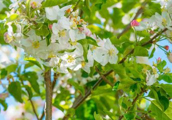 Bee searching for nectar in a blossoming apple tree in sunlight in spring