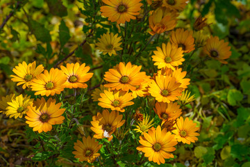 Colorful flowers in a bright lush garden in sunlight in spring